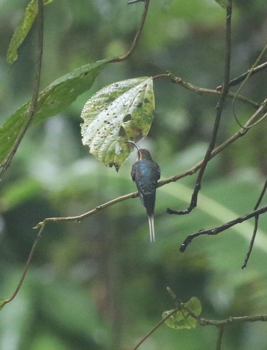 kolibřík šedobřichý - ML621413306