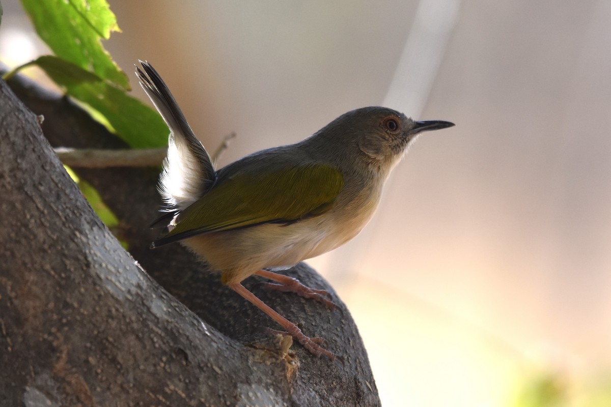 Green-backed Camaroptera - ML621413373