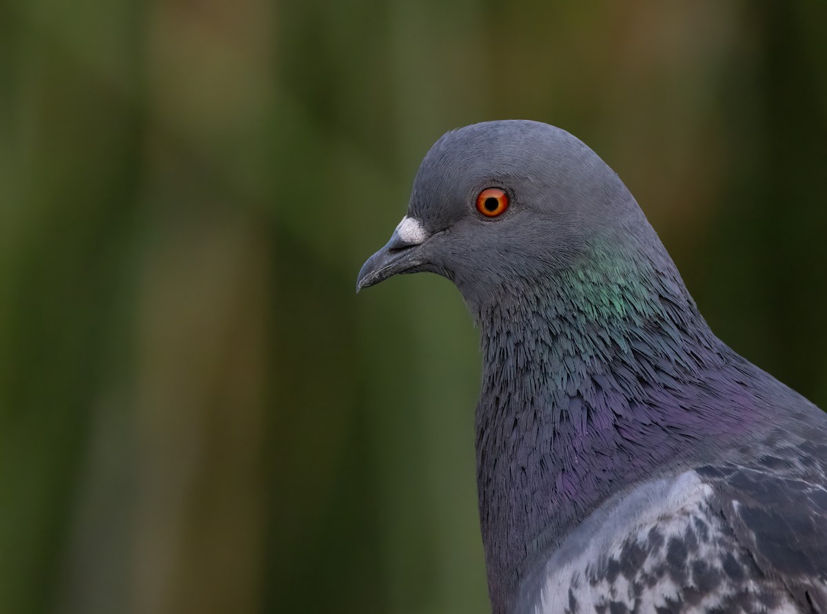 Rock Pigeon (Feral Pigeon) - ML621413398