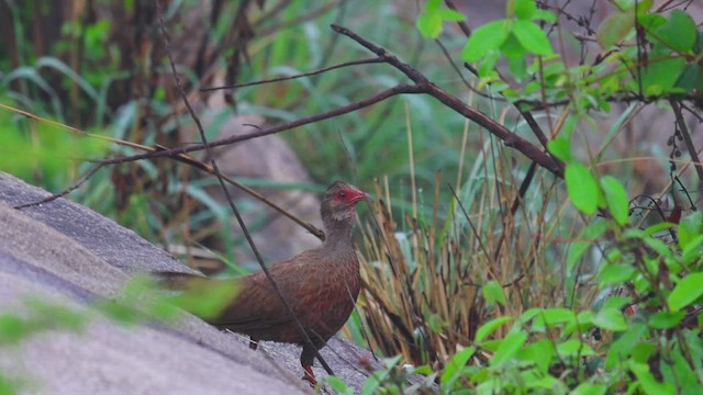 Red Spurfowl - ML621413452