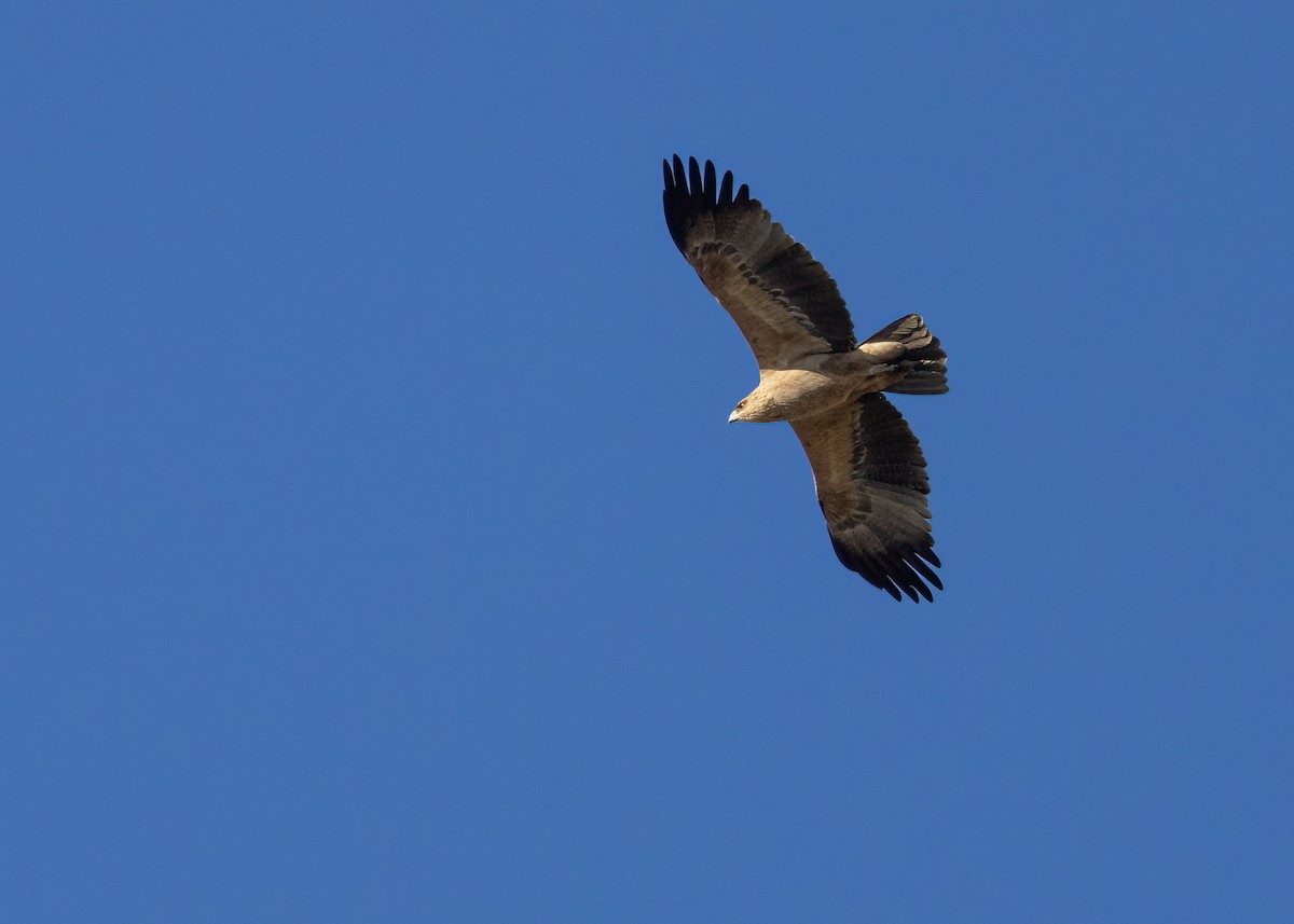 Tawny Eagle - ML621413466