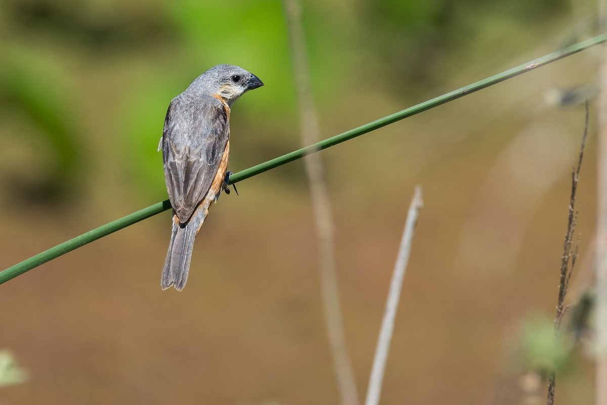 Marsh Seedeater - ML621413478