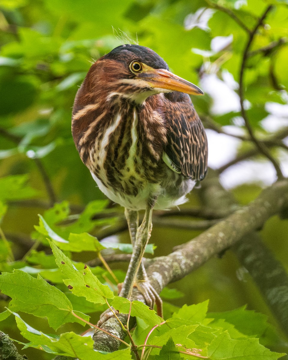 Green Heron - ML621413491