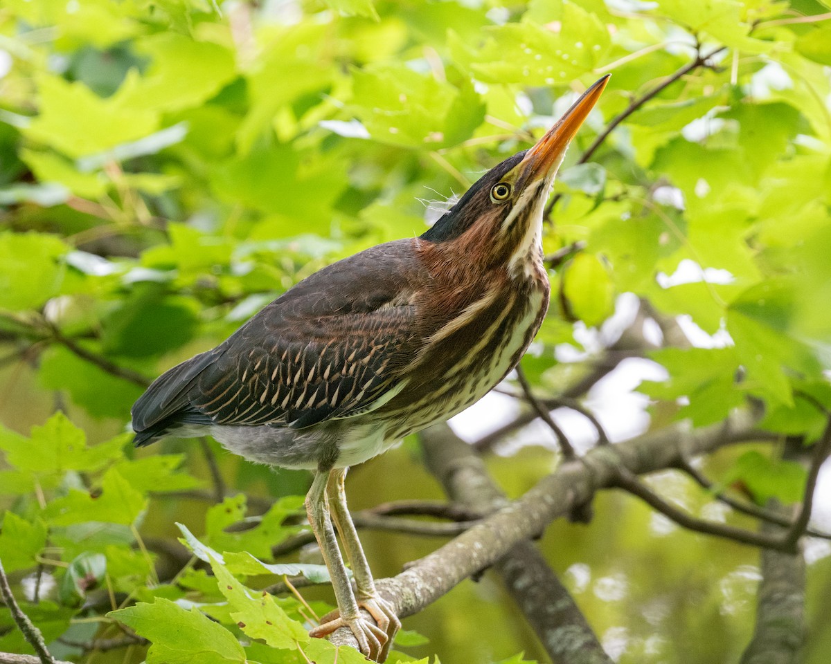 Green Heron - ML621413493