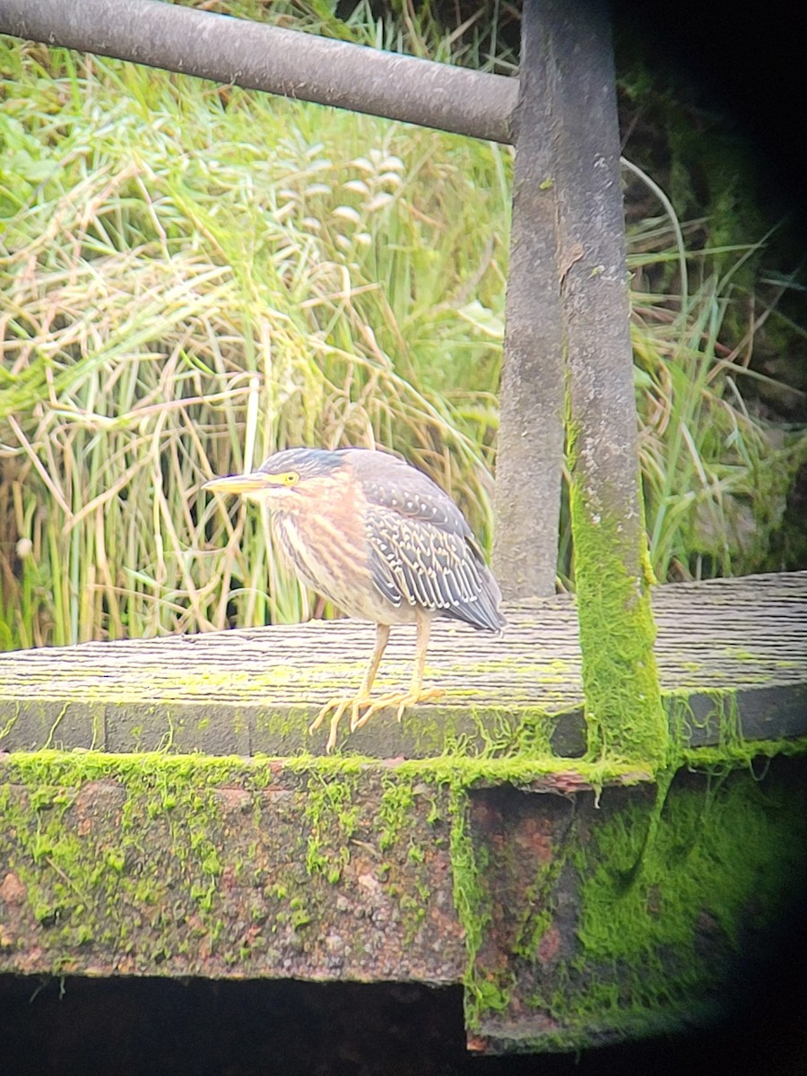Green Heron - ML621413589