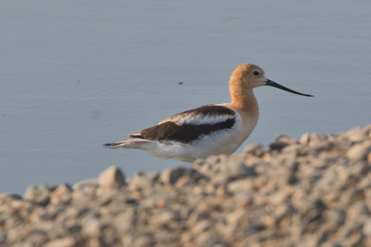 American Avocet - ML621413633