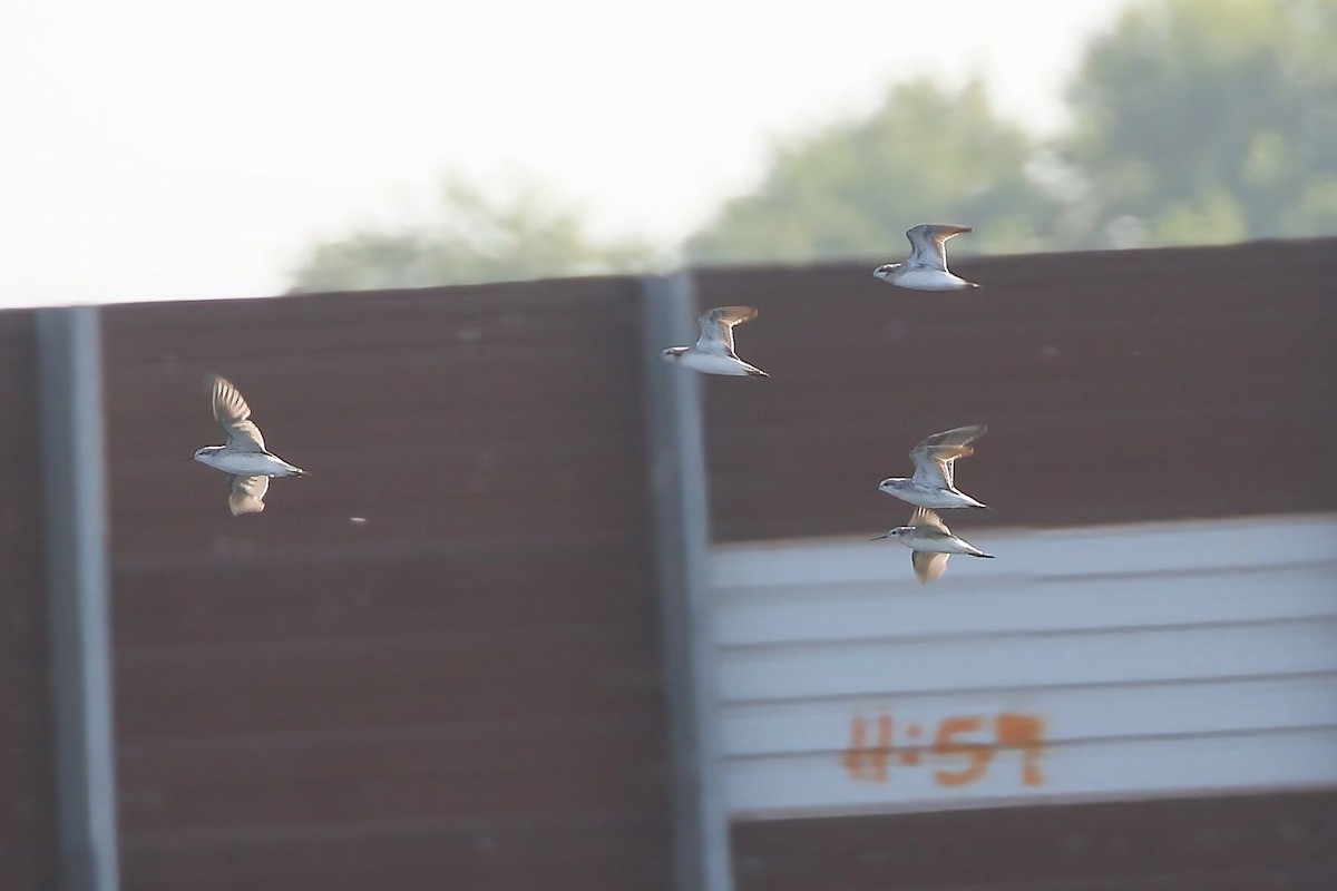 Wilson's Phalarope - ML621413637