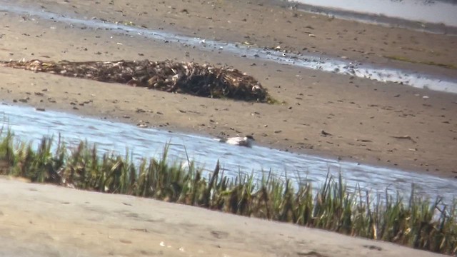 Least Tern - ML621413668