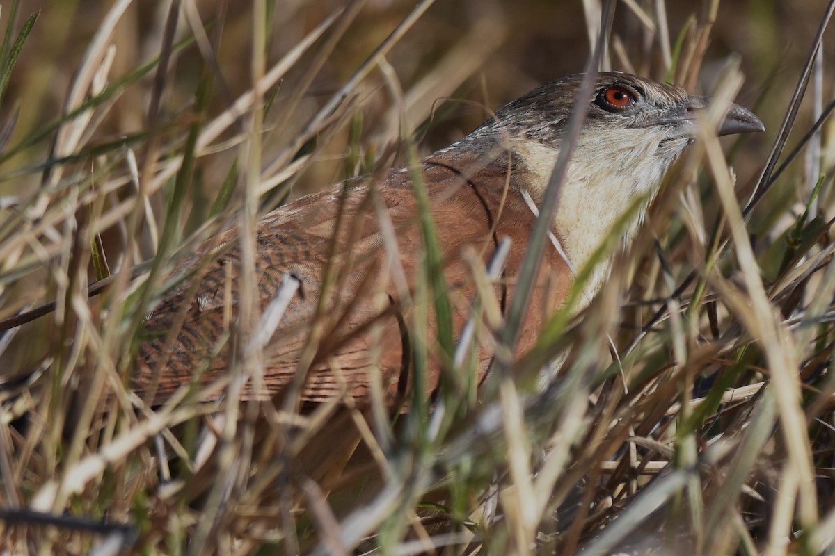 White-browed/Burchell's Coucal - ML621413778