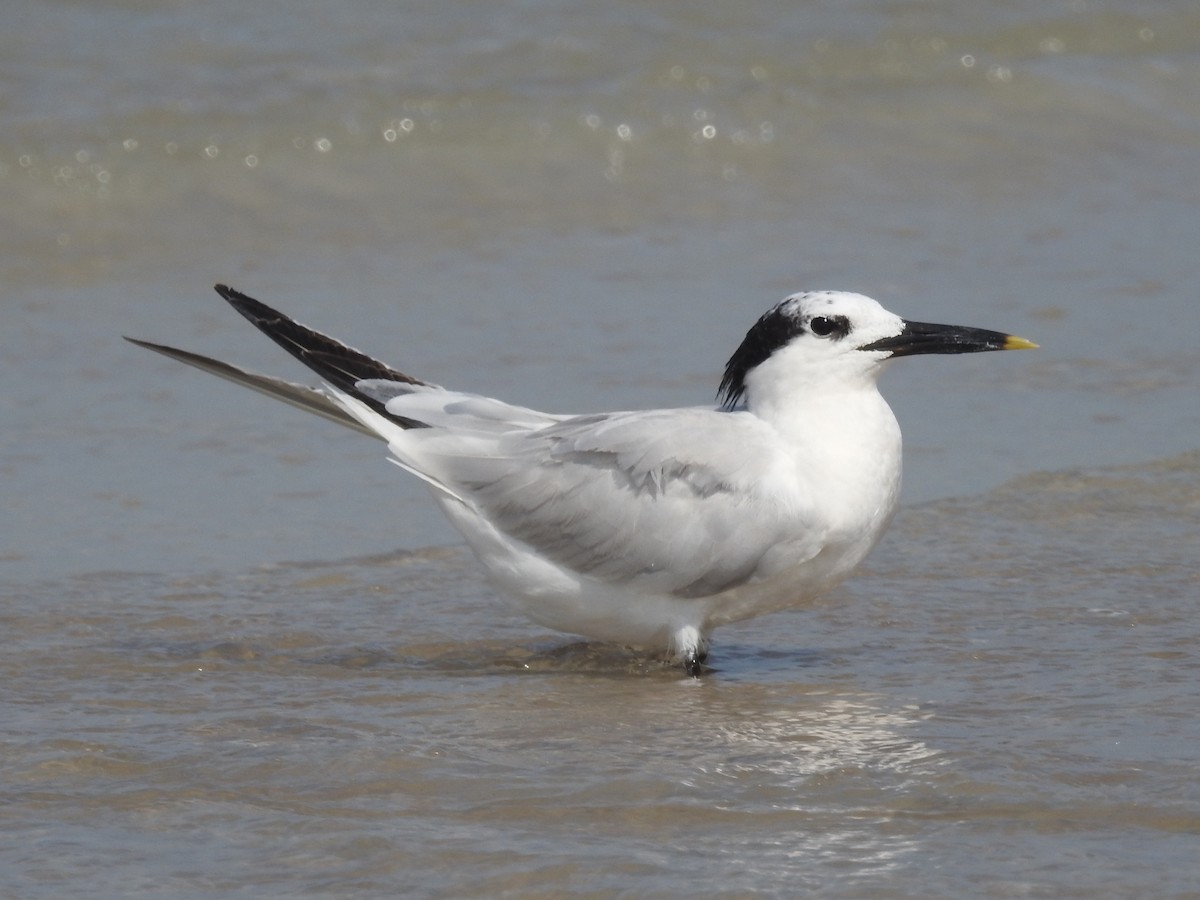 Sandwich Tern - ML621413870