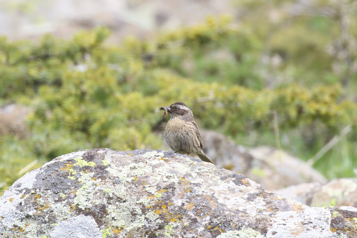 Radde's Accentor (Radde's) - ML621414007