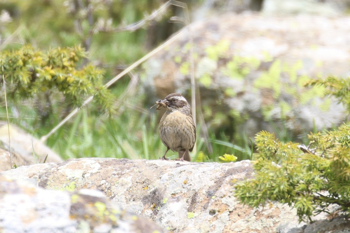 Radde's Accentor (Radde's) - ML621414010