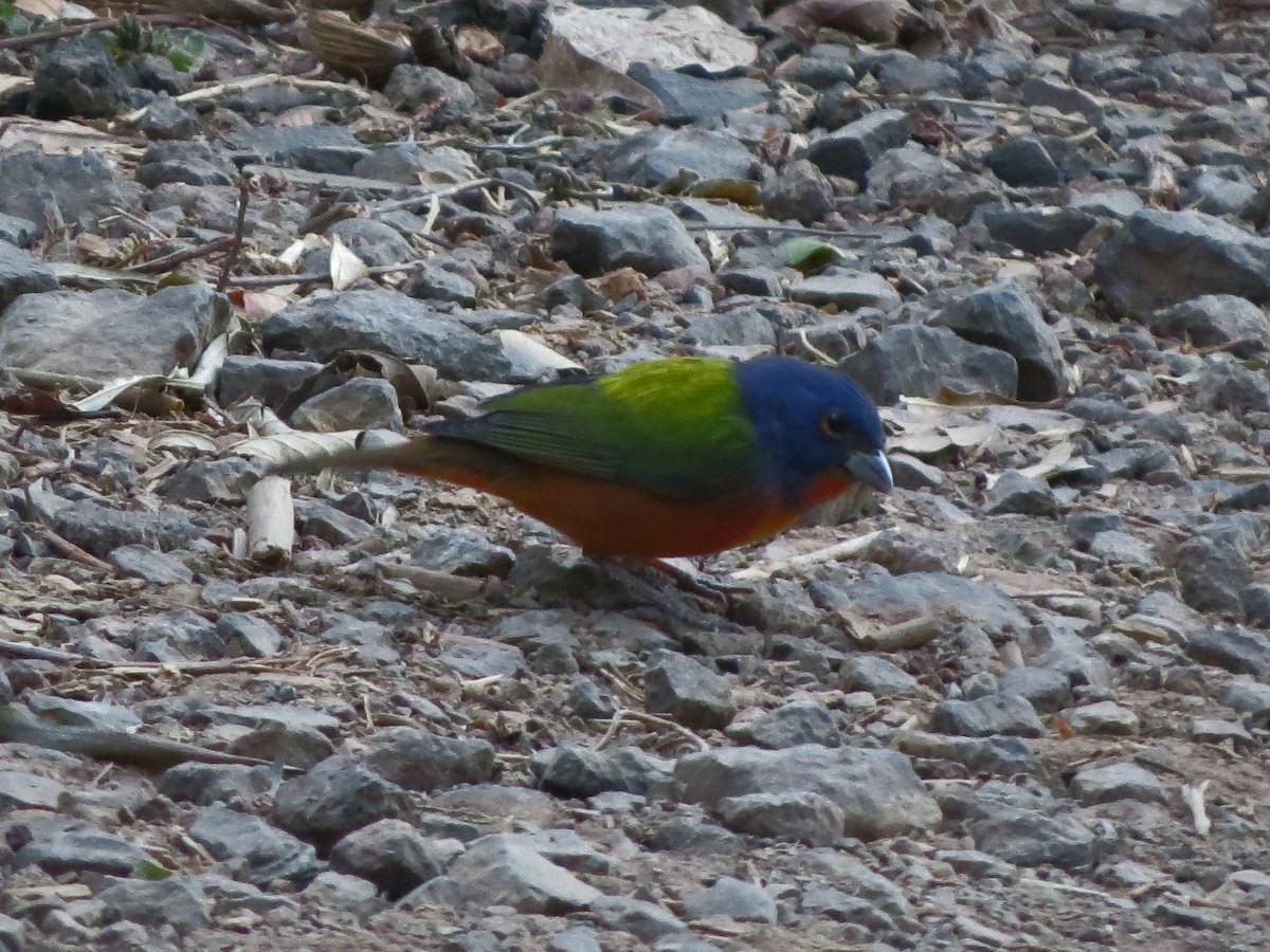 Painted Bunting - ML621414033