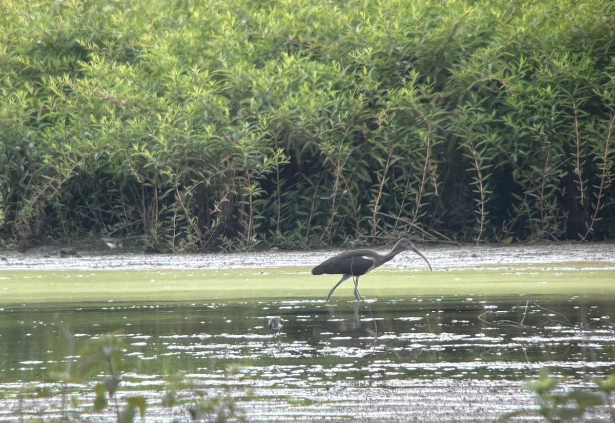 White Ibis - ML621414069