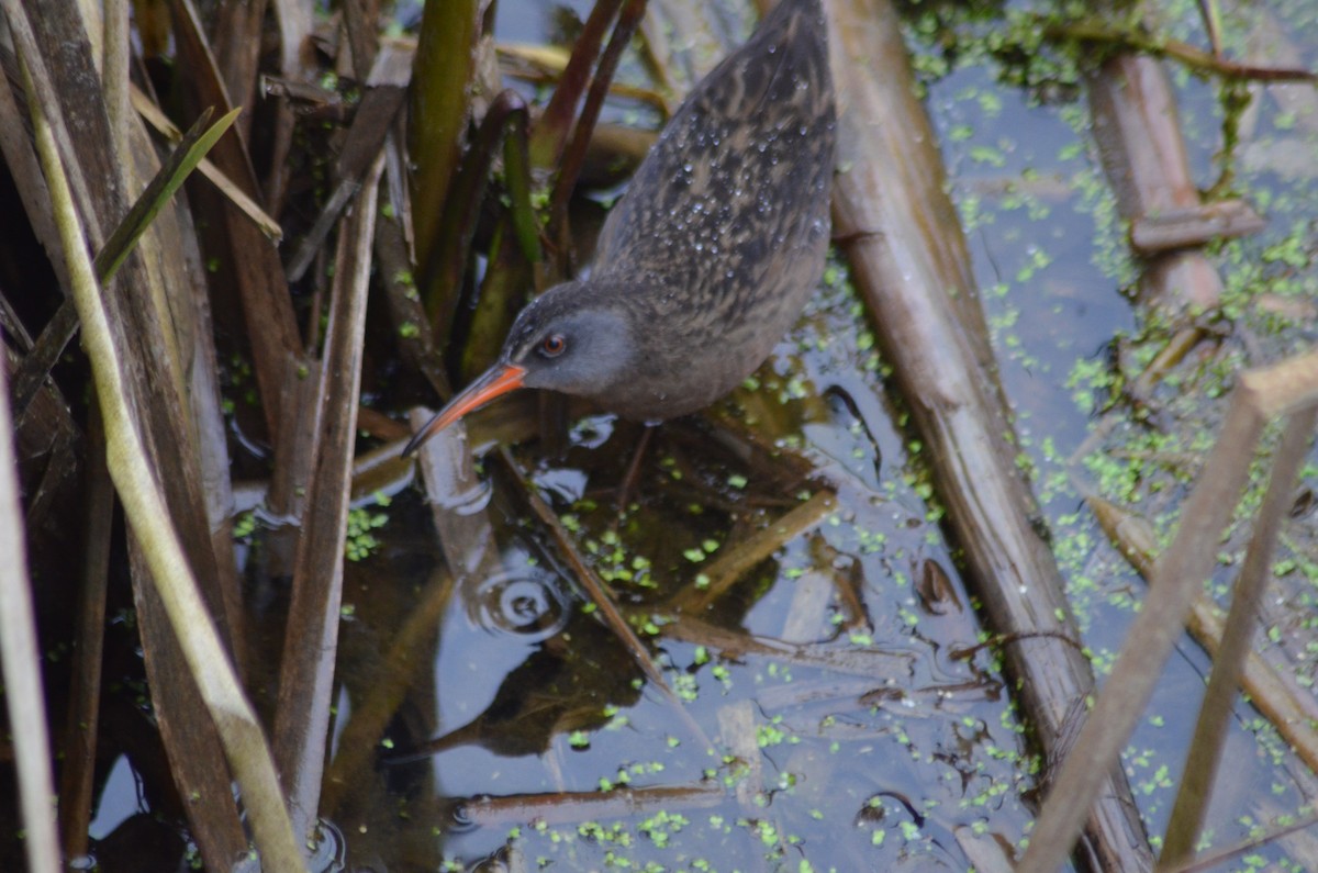 Virginia Rail - ML621414139