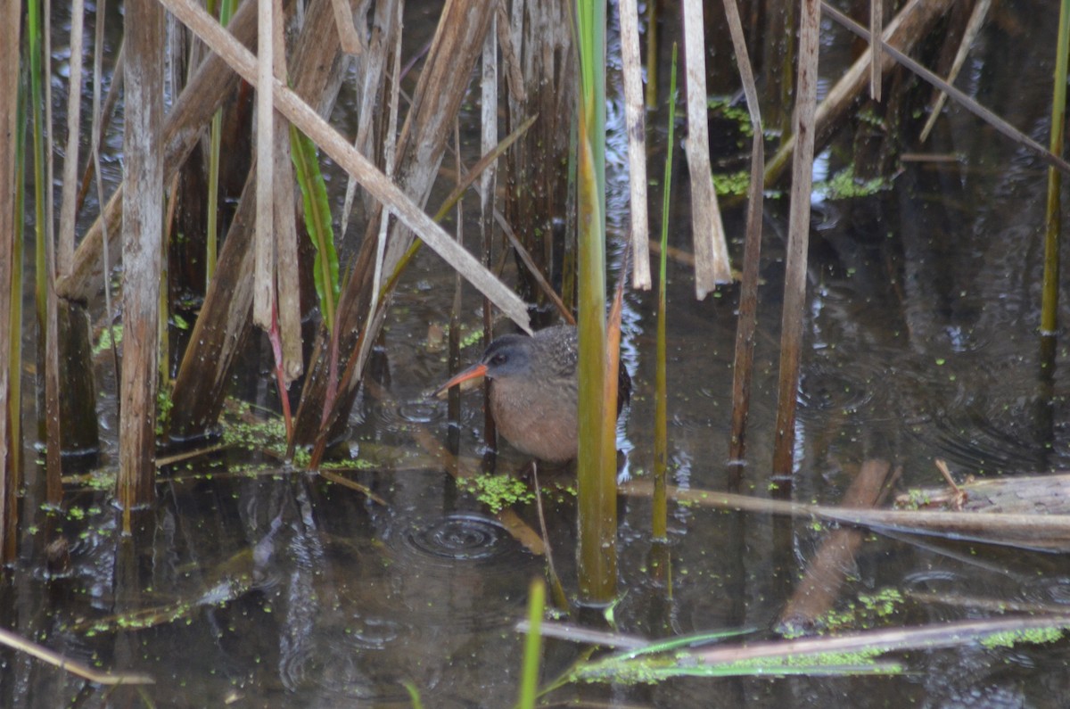 Virginia Rail - ML621414162