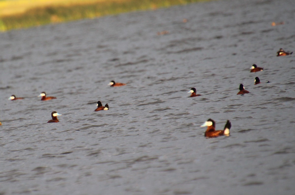 Ruddy Duck - ML621414223