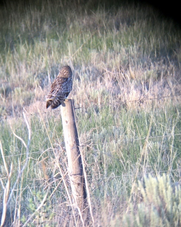 短耳鴞(flammeus) - ML621414250