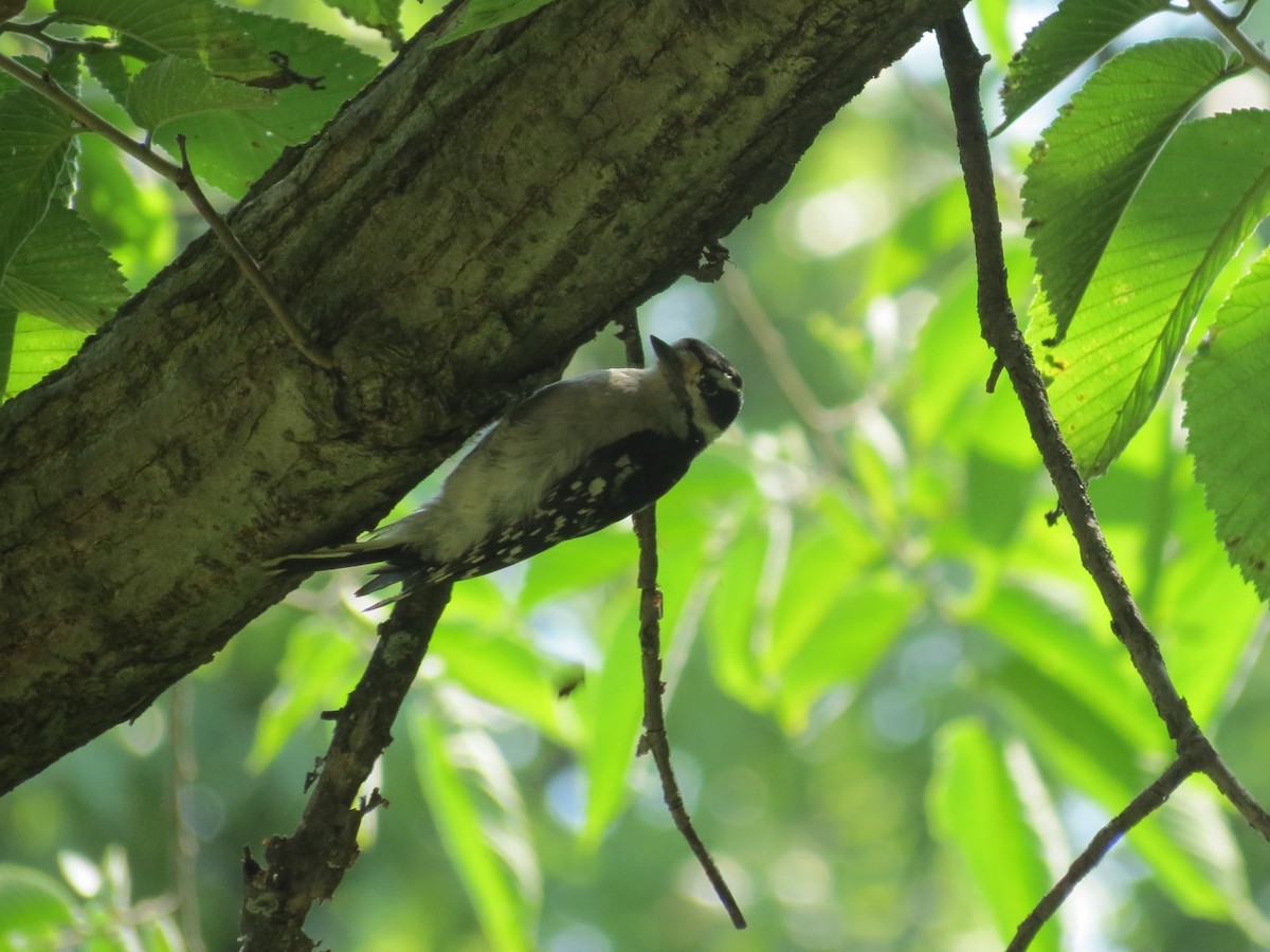 Downy Woodpecker - ML621414281