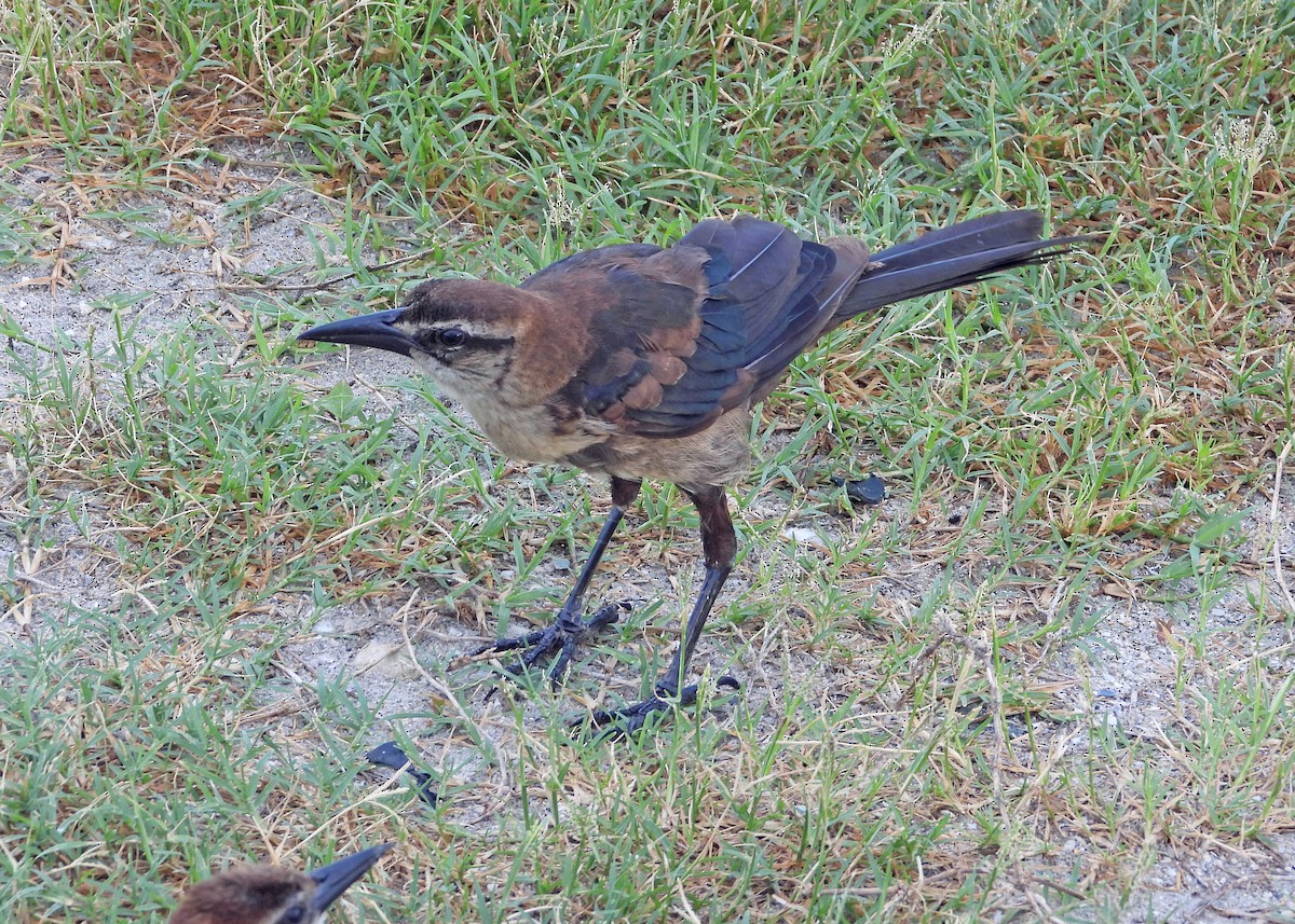 Boat-tailed Grackle - ML621414287