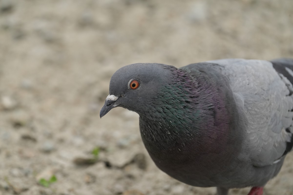 Rock Pigeon (Feral Pigeon) - ML621414288