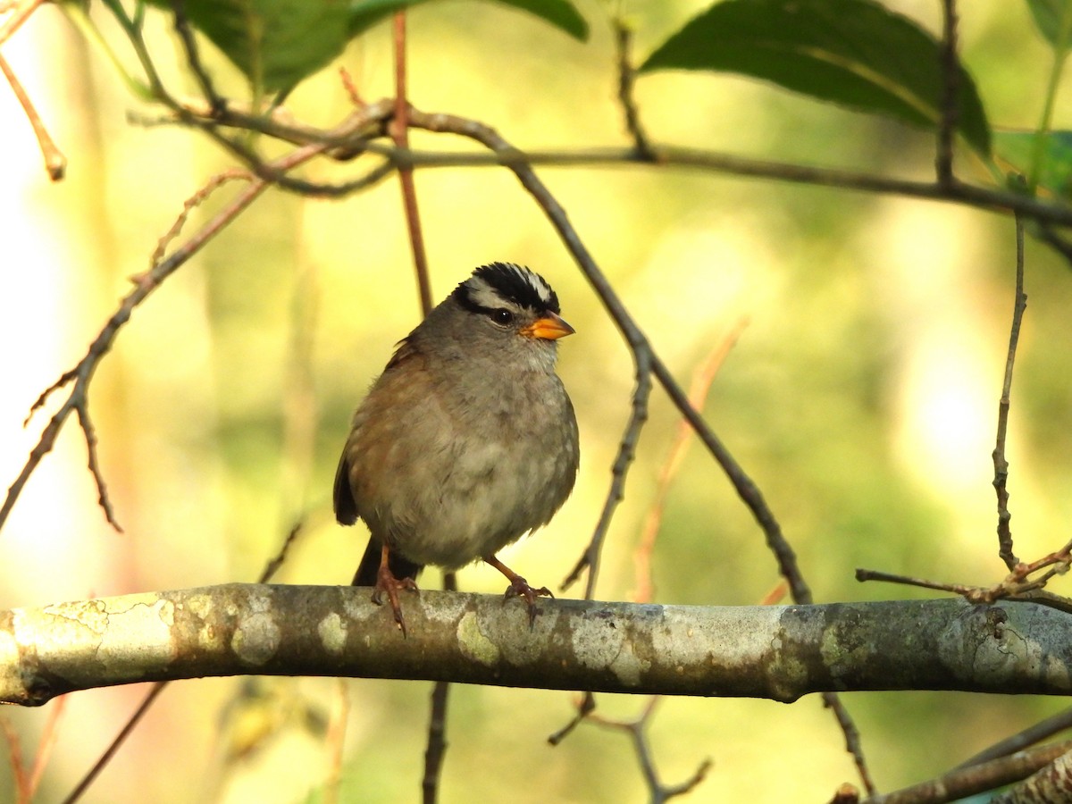 White-crowned Sparrow - ML621414289