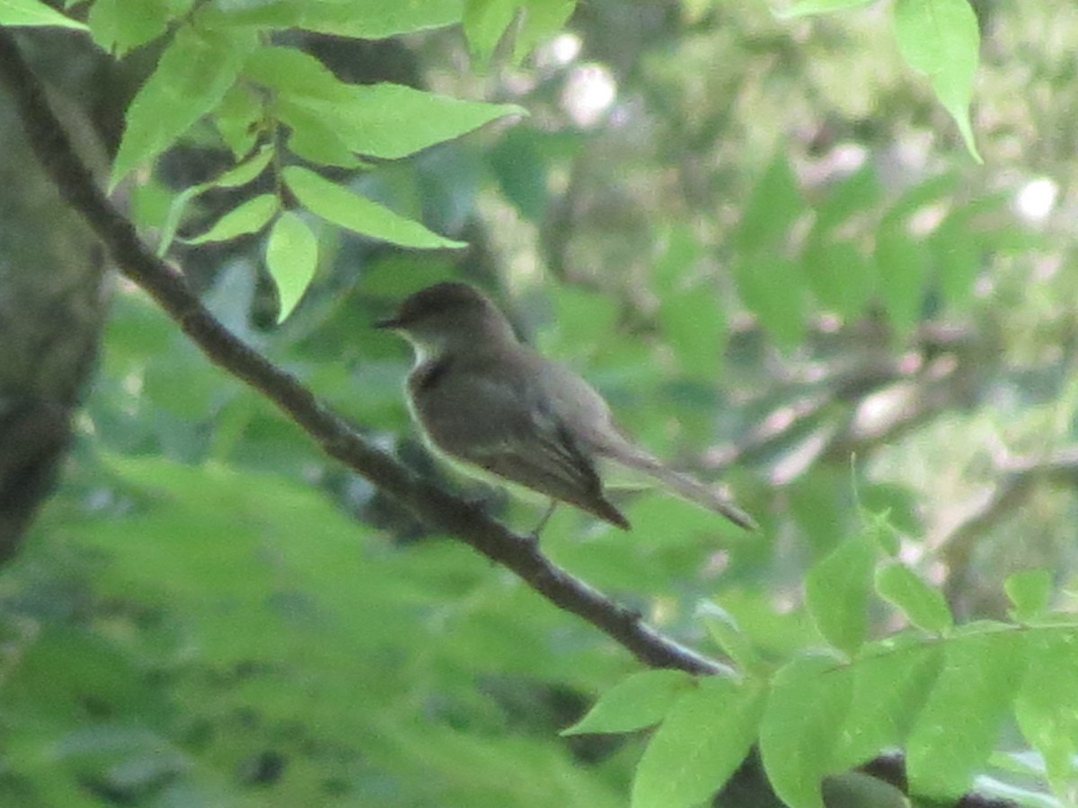 Eastern Phoebe - ML621414297