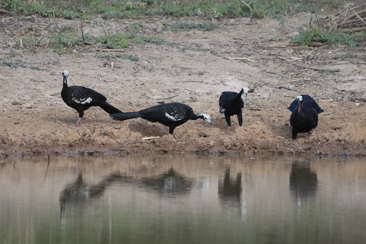 White-throated Piping-Guan - ML621414389