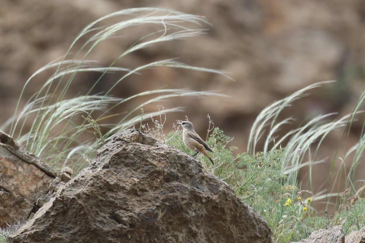 Persian Wheatear - ML621414451