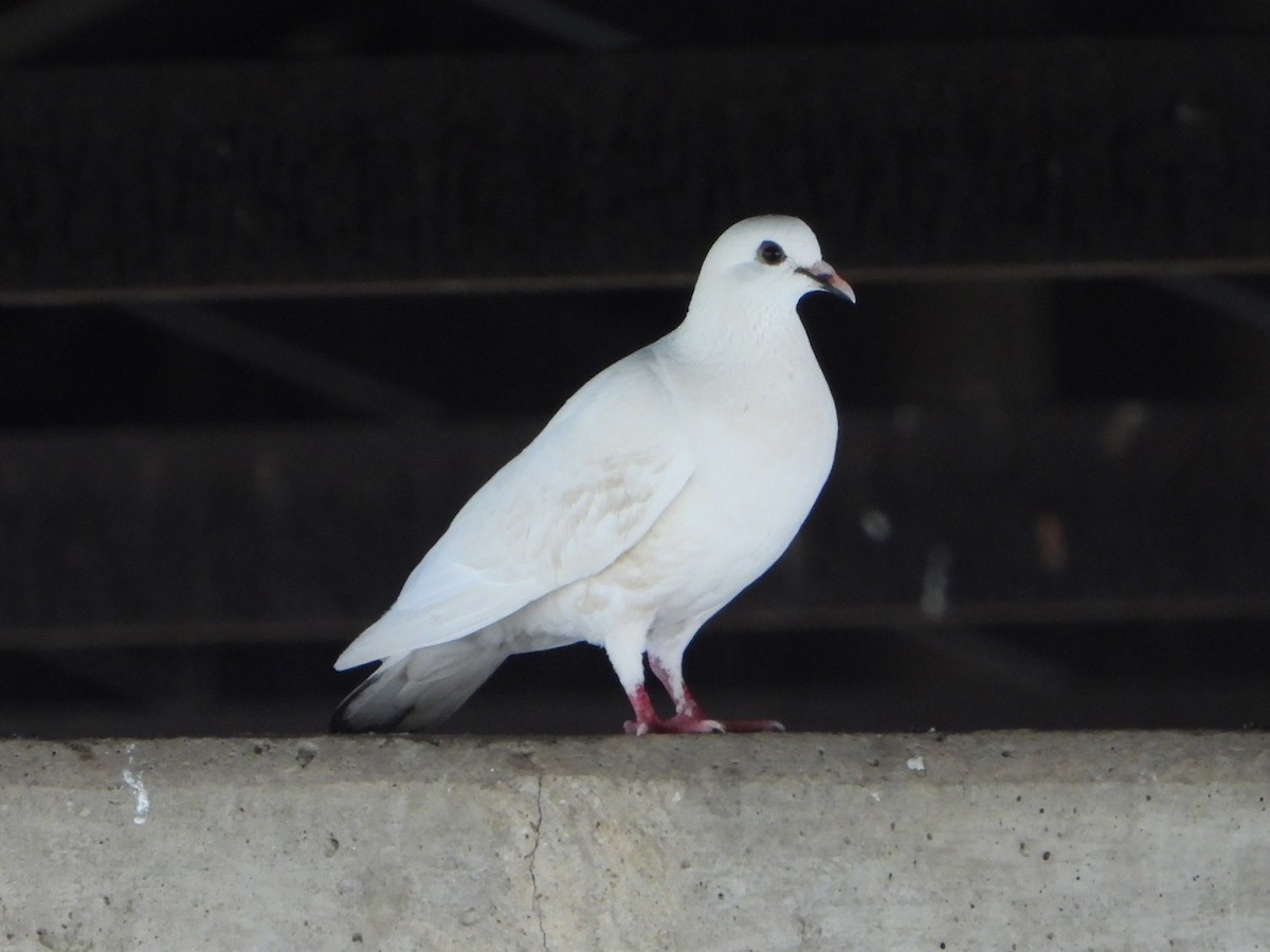 Rock Pigeon (Feral Pigeon) - ML621414491