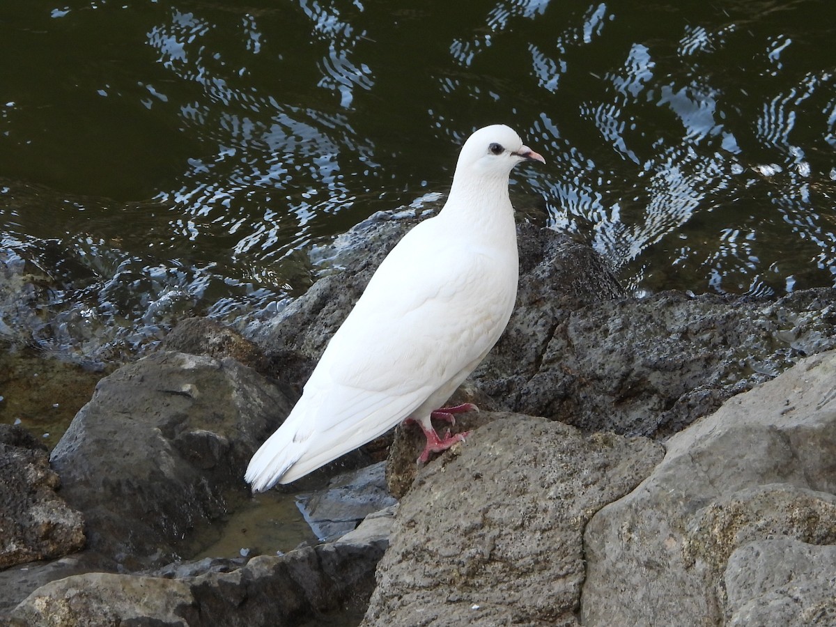 Rock Pigeon (Feral Pigeon) - ML621414495