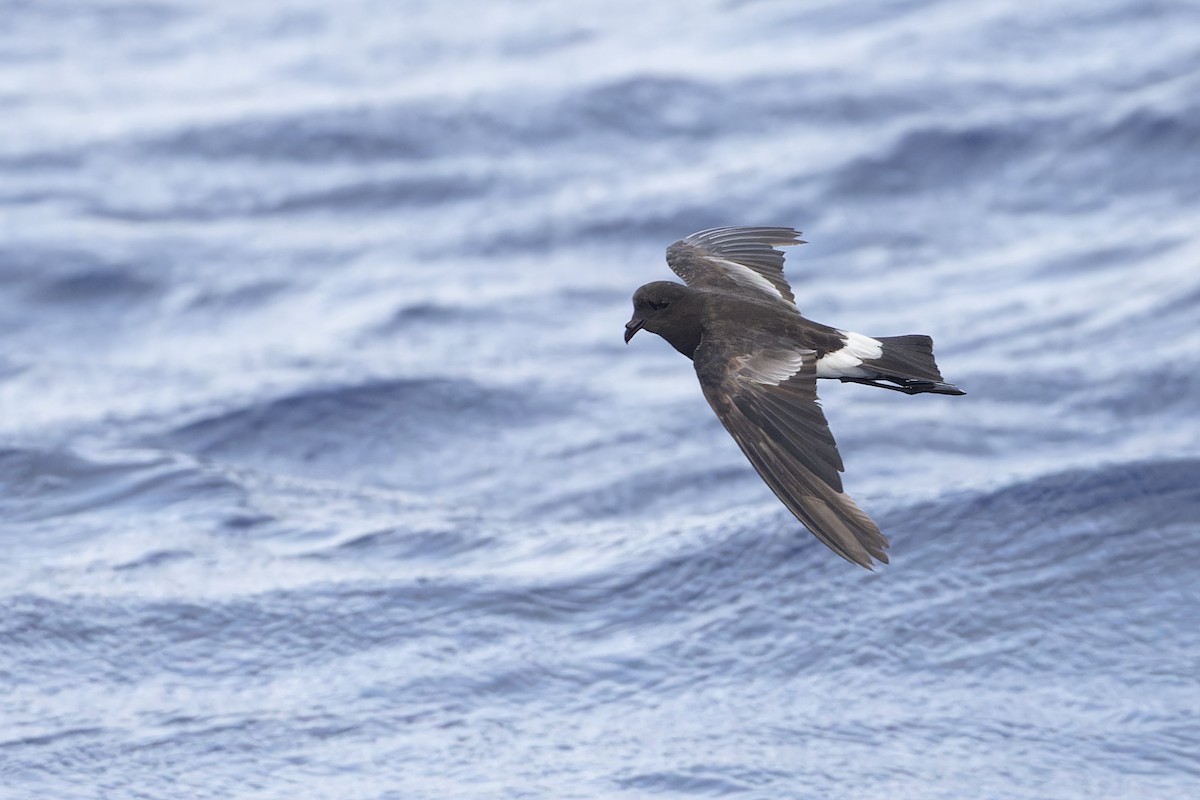 Wilson's Storm-Petrel - Michael Todd