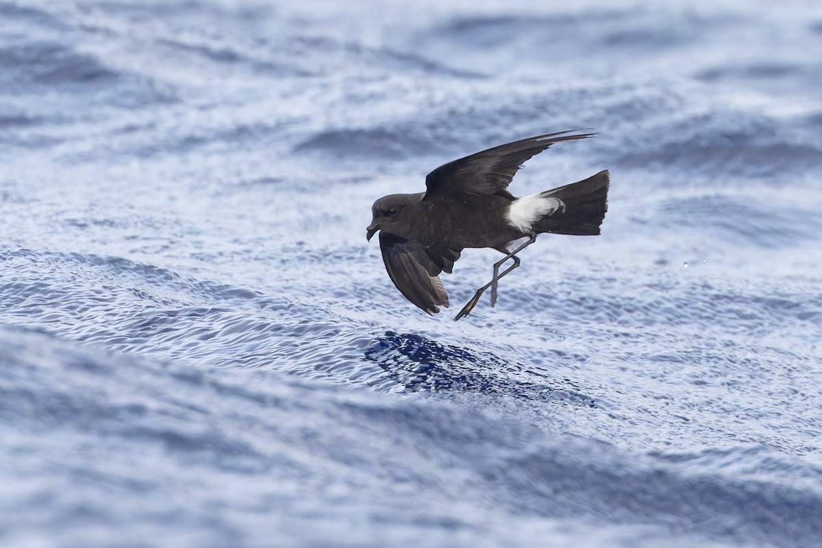 Wilson's Storm-Petrel - Michael Todd