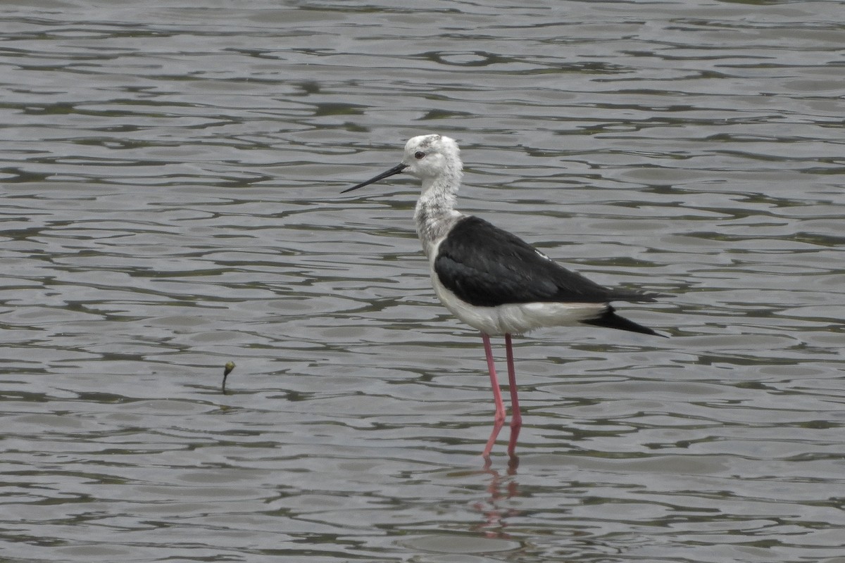 Black-winged Stilt - ML621414610