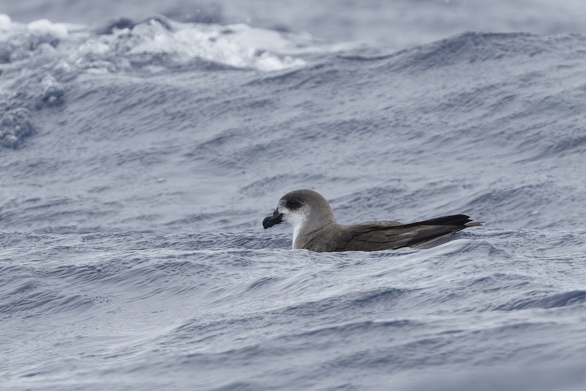 Fea's Petrel (Desertas) - Michael Todd