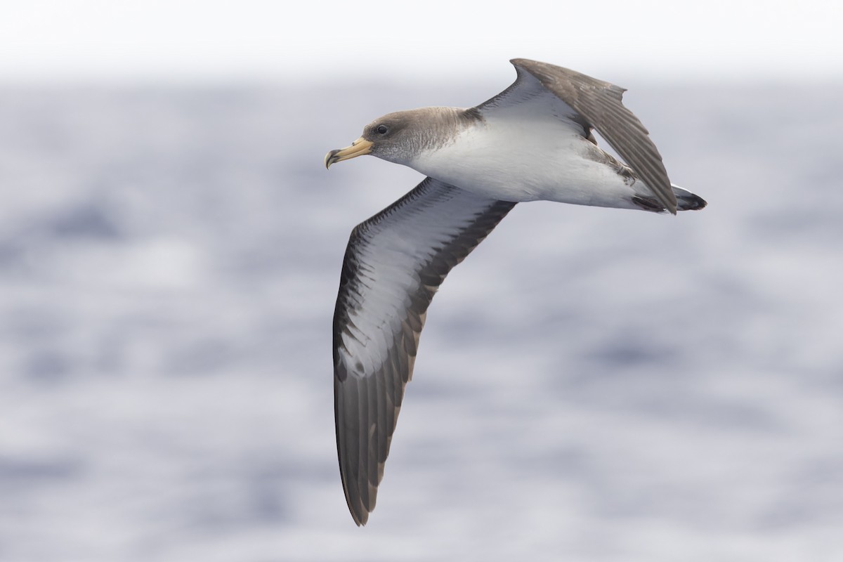 Cory's/Scopoli's Shearwater - Michael Todd