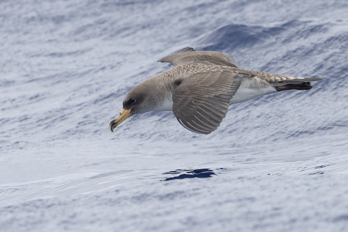 Cory's/Scopoli's Shearwater - Michael Todd