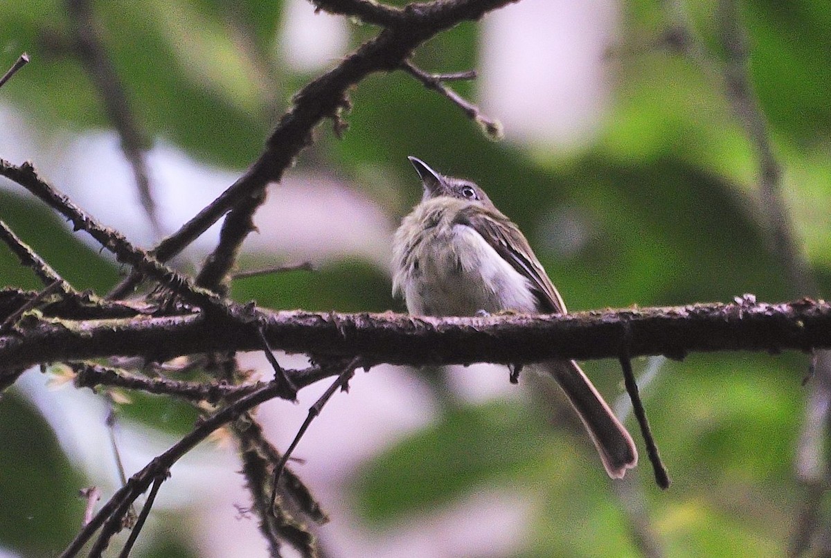 White-eyed Tody-Tyrant - ML621414868