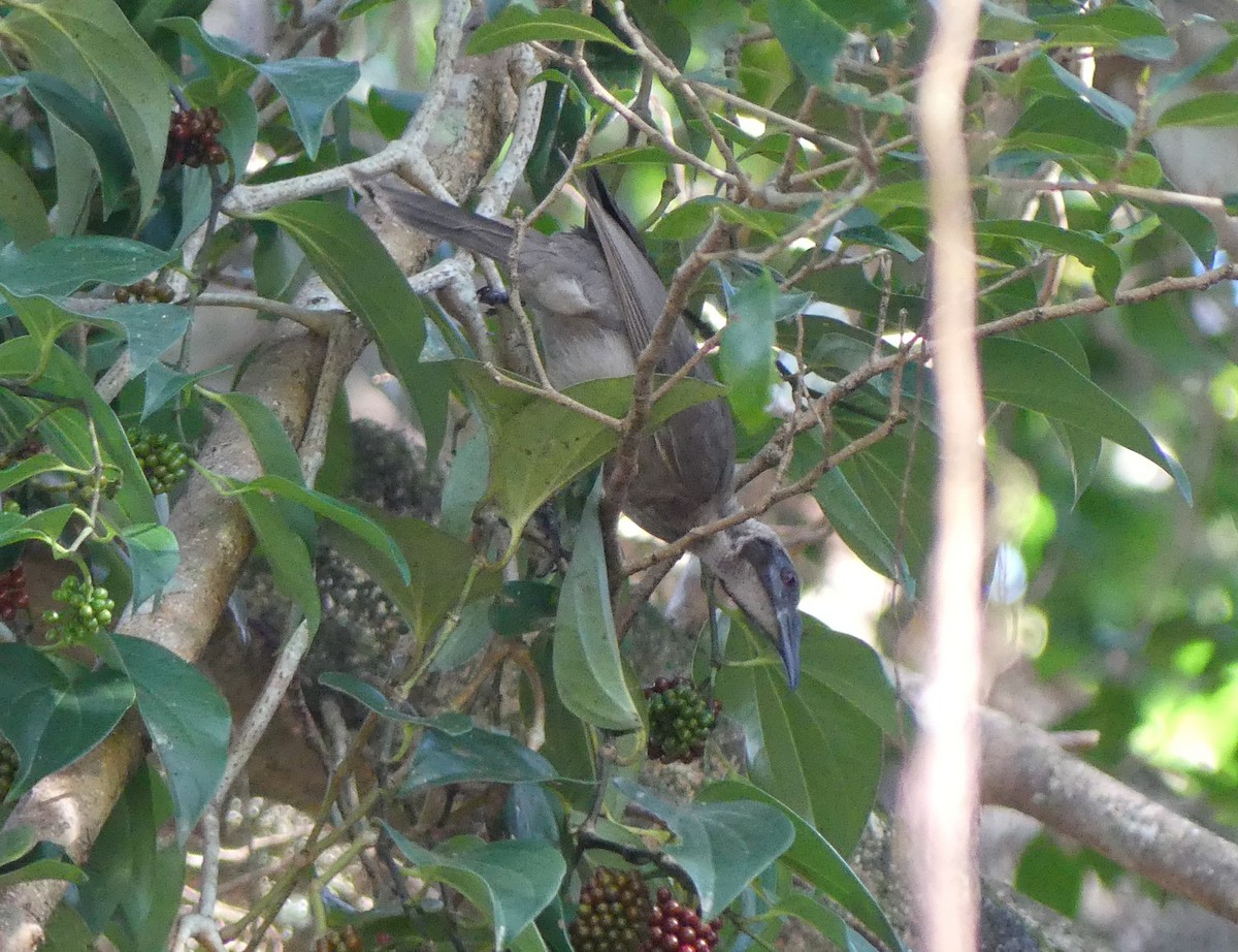 Helmeted Friarbird (Hornbill) - ML621414918