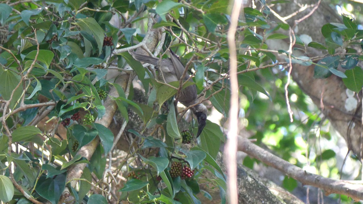 Helmeted Friarbird (Hornbill) - ML621414919