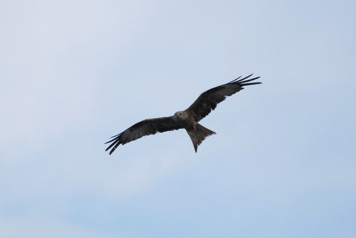 Red Kite - ML621414920