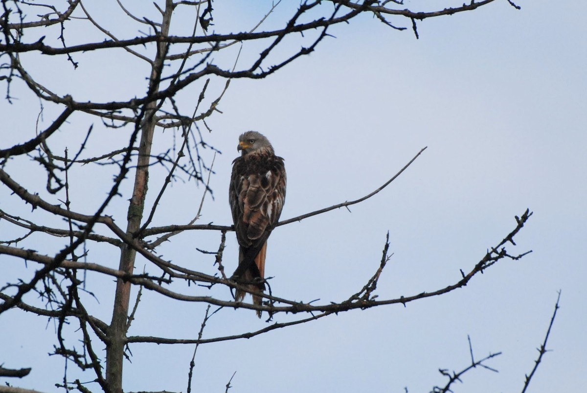 Red Kite - ML621414921