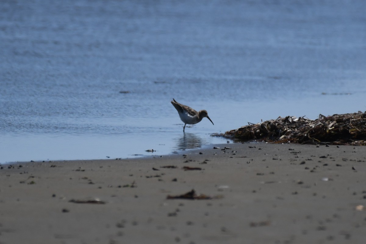 Dunlin - ML621414946