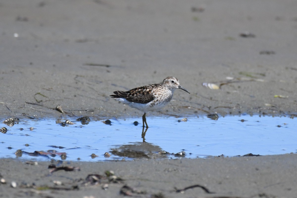 Least Sandpiper - ML621414956