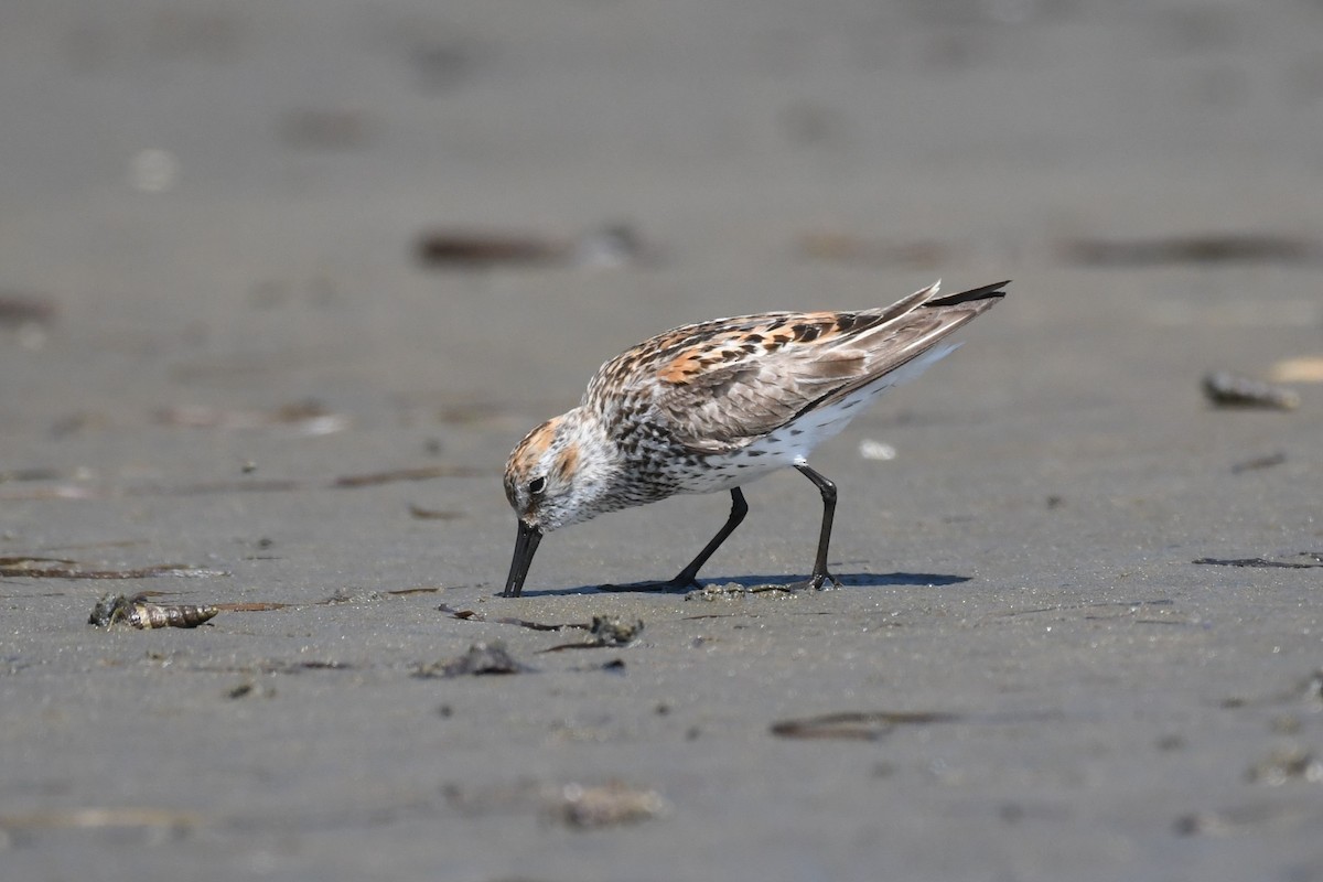 Western Sandpiper - ML621414961