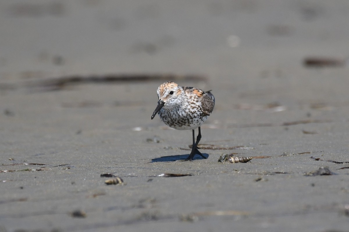 Western Sandpiper - ML621414963