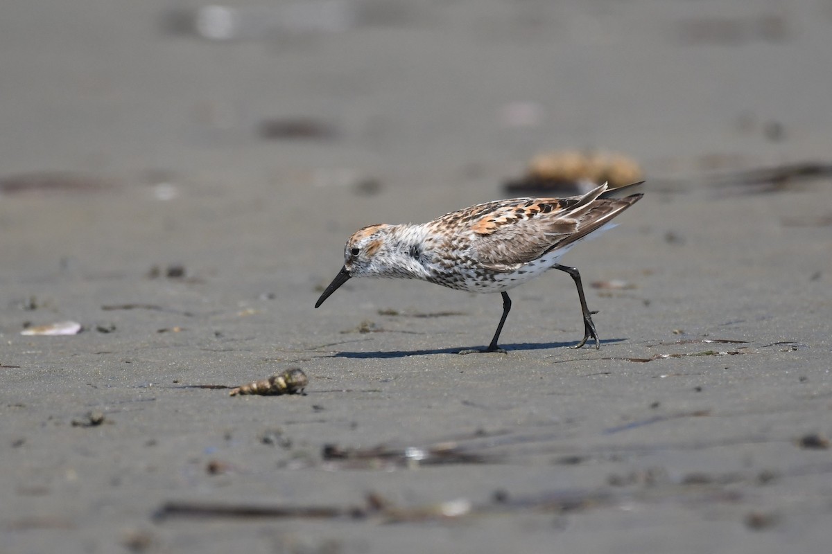 Western Sandpiper - ML621414964