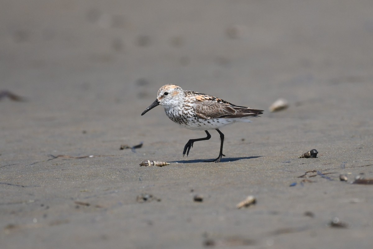 Western Sandpiper - ML621414966