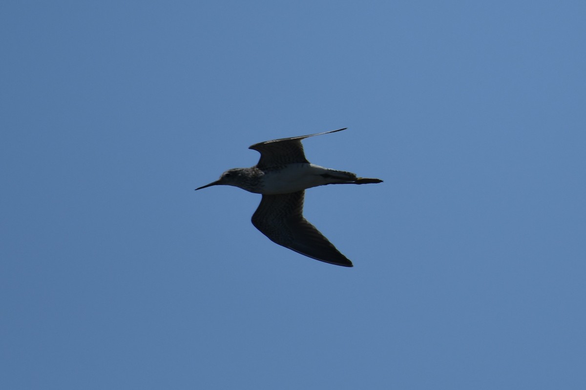 Lesser Yellowlegs - ML621414970