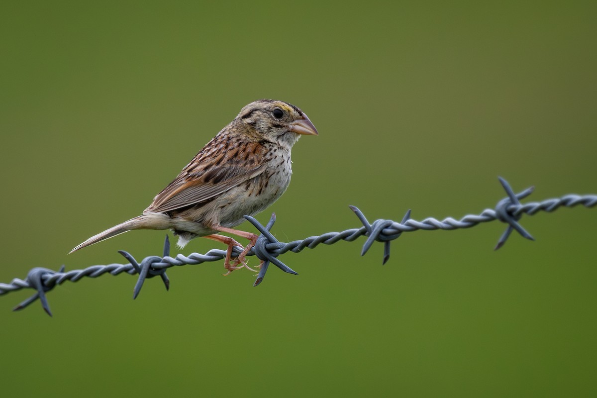 Henslow's Sparrow - ML621414992